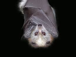 bat removal dangers of bat guano