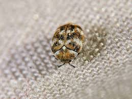 how to get rid of carpet beetles so