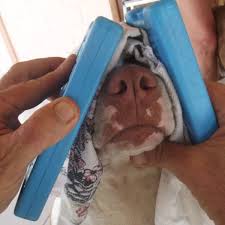 nose emergency care at home for