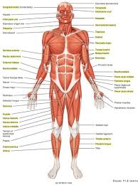 ch 11 skeletal muscles anterior