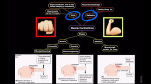 muscle contraction types isotonic