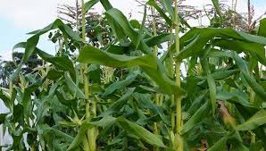 Growing Corn How To Grow Corn