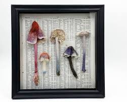 Mushroom Specimens Framed Textile Art
