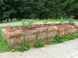 When gardeners suffer from growing their plants on soil with low nutrition, there are a lot of ways to resolve the problem. How To Successfully Plant A Straw Hay Bale Garden Seedsnow Com