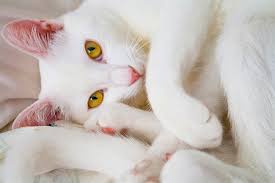 Long before the cat became a modern literary muse, a monk whose identity remains a mystery immortalized his beloved white cat named pangur. What Makes White Cats So Special