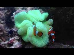 green carpet anemone with common