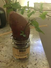 how to sprout and plant sweet potato