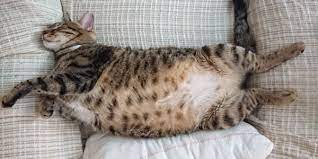 fatty liver disease in cats what to