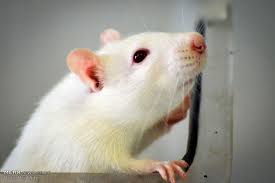 نتیجه تصویری برای موشهای آزمایشگاهی