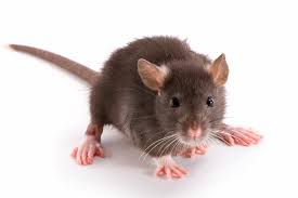 Rat Control Kapow Pest Control, Best in the West