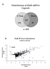 Charts Of Hur Rip Chip Gene Enrichment Data A Venn Diagram