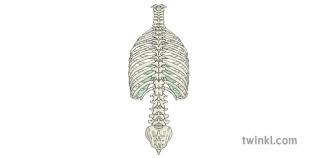 90.000 stichwörter und wendungen sowie 120.000 rib cage nnoun: Rib Cage And Spine Rear View Human Body Skeleton Science Ks2 Illustration