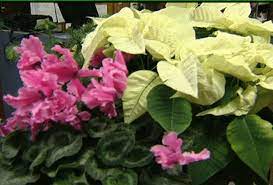 Check spelling or type a new query. Potratz Floral Shop Greenhouses Growing Year Round Erie News Now Wicu And Wsee In Erie Pa