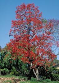 Image result for images of australian native trees