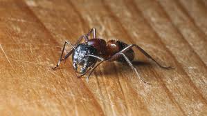 Carpenter Ant Damage And Getting Rid Of