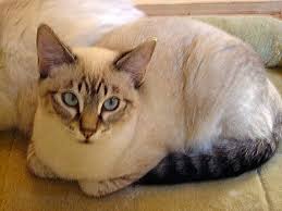 Do you love cats, but cannot adopt one due to allergy problems? Siamese Cat Types
