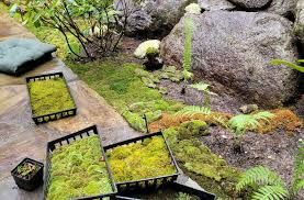 moss gardening how to plant