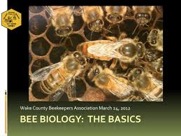 ppt bee biology the basics