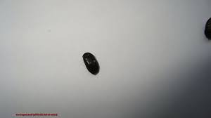 get rid of tiny black bugs in car