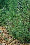 Which thyme is best for cooking?