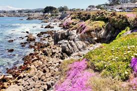 the pacific grove magic carpet in