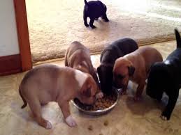 How To Choose The Right Food For Your American Bully