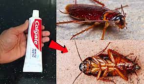 roaches with toothpaste