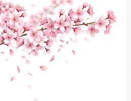 cherry blossom images free