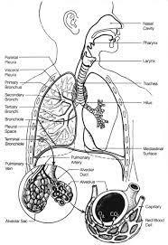 This coloring page is a derivative work. Cool Anatomy Coloring Book Respiratory System Sugar And Spice