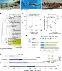 Shark Genomes Provide Insights Into Elasmobranch Evolution