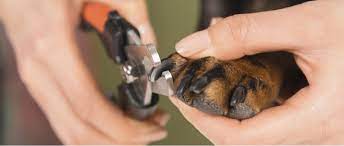 how to safely trim dog nails lubrisynha
