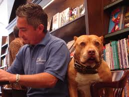 cesar millan dvd set for new dog owners