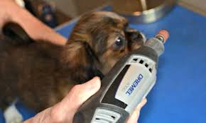dremel tool dog nail trimmer clearance