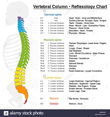 Vertebral Column Reflexology Chart With Accurate Description