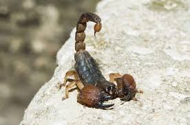 scorpions in the house how to get rid