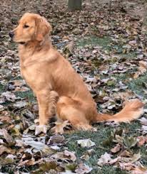 Four puppies evolved from this crossing which therefore. Our Dogs Golden Acres Michigan Golden Retriever Puppies For Sale Dog Cat And Pet Boarding Kennels And Grooming In Southeast Michigan