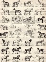 Pin By Shelley Hopkins On Vintage Horse Breeds Horse