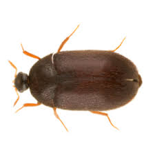 varied carpet beetle identification info