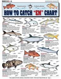 Saltwater Fishing Charts And Saltwater Fish Identification