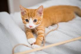 Often cats with lymphoma will have no changes in their bloodwork and will simply have diarrhea and weight loss. Kitten Development From 6 Months To 1 Year