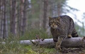 Il gatto selvatico origini e attualità del Felis Silvestris [FOTO] - MicioGatto.it