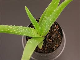 Aloe veras require at least 40 degrees fahrenheit during the nighttime, which means that frost can essentially damage the plant entirely if the plant is constantly subjected to frosty weather. Grow And Care For Aloe Vera In Winter My Garden Tales