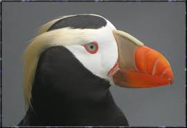 The Puffins Are Coming! - Oregon Coast Visitors Association