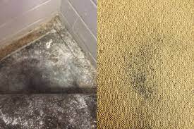 Mould In Carpet After Water Damage