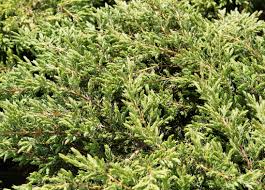 alpine carpet juniper kiwi nurseries ltd