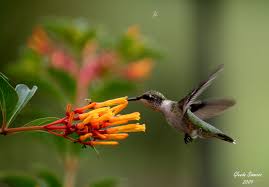 Favorite Hummingbird Plants Native