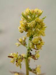 Rorippa palustris Calflora