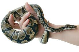 how long do snakes live as pets plus