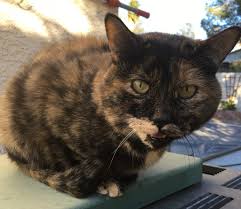 They are known for their gentle playfulness and unusually social nature. Las Vegas Nv Penny Beautiful Tortoiseshell Tortie Cat For Adoption
