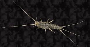 How To Get Rid Of Silverfish In Your Home